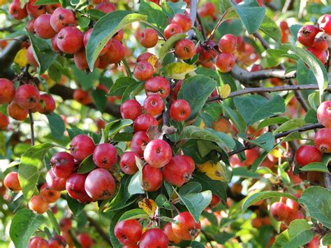 crab apple tree | wellywoman