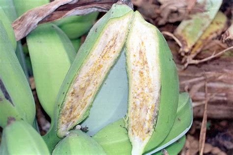 Banana | Diseases and Pests, Description, Uses, Propagation