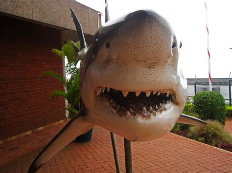 Model Of Great White Shark Free Stock Photo - Public Domain Pictures