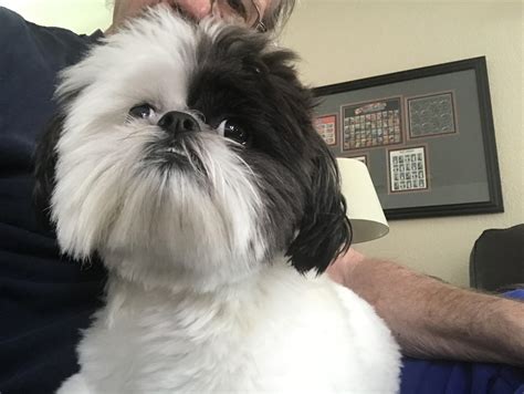 Love those Shih Tzu teeth : r/Shihtzu