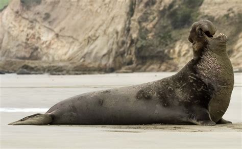 Earless Seals - Ocean Animals