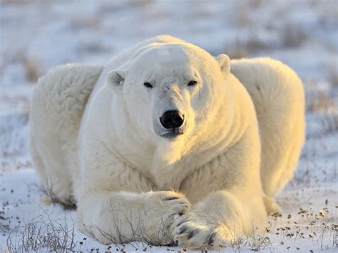 Papéis de Parede Urso polar, vista frontal, descanso, neve 3840x2160 UHD 4K imagem