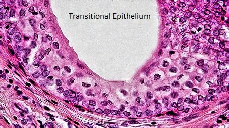 Transitional Epithelium Tissue