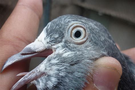 Teddy Pigeons latest Breed-Ustad Mohkam Teddy Pigeons Photos ~ Kabootar Baaz | Pakistani ...