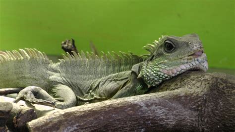 Chinese Water Dragon Free Stock Photo - Public Domain Pictures