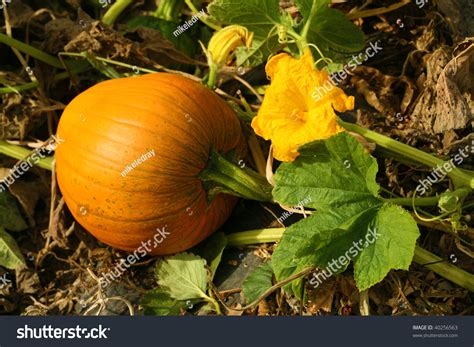 Pumpkin And Pumpkin Flower Growing On A Vine Stock Photo 40256563 ...