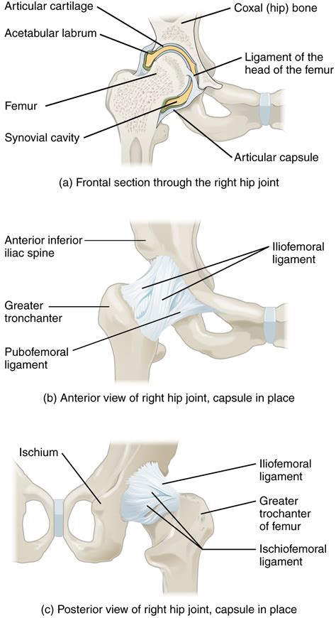 2.2.4 Anatomy of Selected Synovial Joints – Biomechanics of Human Movement