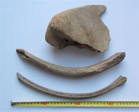 Mammoth fossils - Mammuthus Primigenius - rib and skull fragment (3) - Catawiki