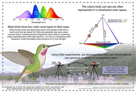 Hummingbirds see colors we can only imagine | Earth | EarthSky