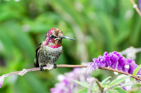 What flowers should you plant if you want to attract hummingbirds? Find options suitable for ...