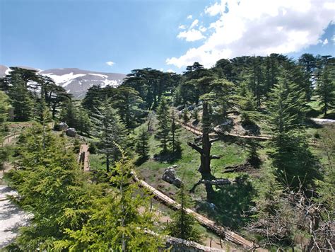 Cedars of God | Municipality of Bcharri Official Site | الموقع الرسمي لبلدية بشري