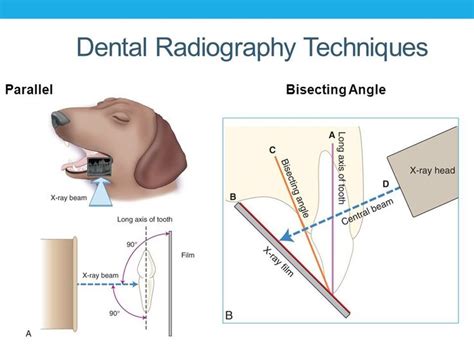 Veterinary Dental Radiography Techniques | Vet tech school, Veterinary ...