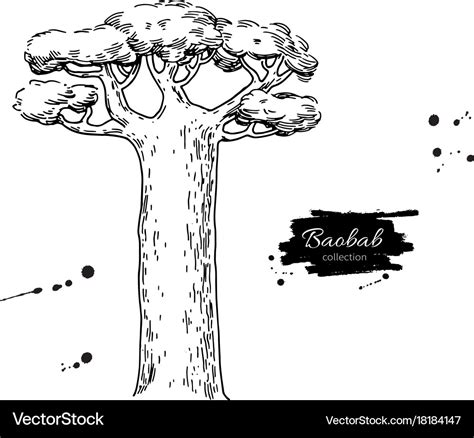 Baobab tree drawing isolated hand drawn Royalty Free Vector