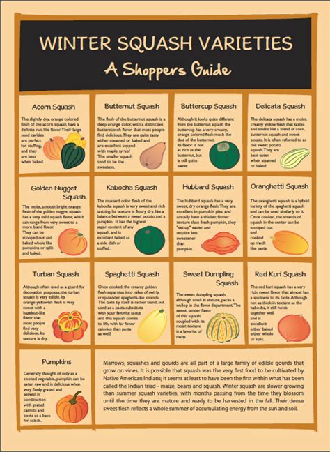 Winter Squash Varieties Chart