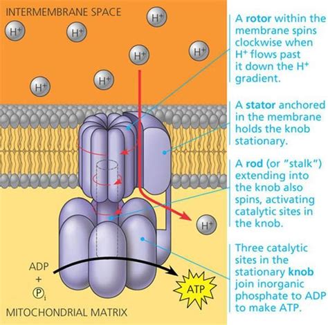 Comprehensive Diagram for the Structure of ATP Synthase. Taken from [3 ...