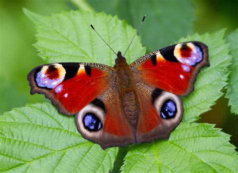 File:Peacock Butterfly (7822792836).jpg - Wikimedia Commons