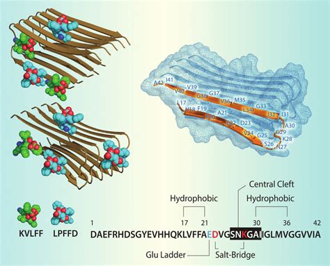 The structure of Aβ. Right, schematic of the Aβ 42 amyloid fibril.... | Download Scientific Diagram