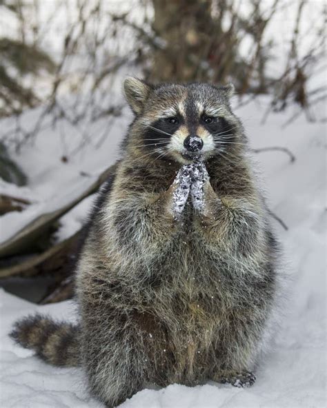 Raccoon Snow Stock Images - Download 237 Royalty Free Photos