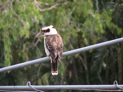 Free Images : nature, branch, wildlife, beak, brown, australia, birds, feathers, vertebrate ...