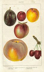 Drupe - Wikipedia