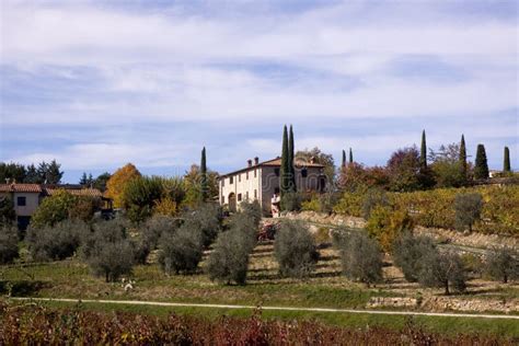 Tuscany vineyards stock image. Image of green, land, countryside - 11964695