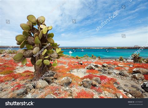 Beautiful Landscape Of Galapagos South Plaza Island Stock Photo 125790941 : Shutterstock