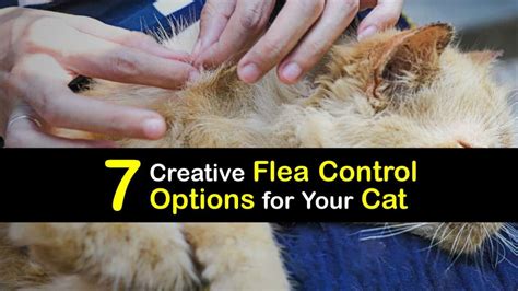 Treating a Flea Infestation on Your Cat - Cat Flea Control