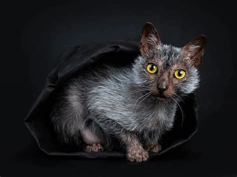 Lykoi / Werewolf Cat: The Essential Guide | Pets4You