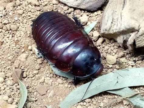 Giant Burrowing Cockroach — THE INSECTORY