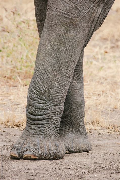 "Elephant Legs" by Stocksy Contributor "Cameron Zegers" - Stocksy