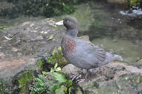 Blue Duck - British Waterfowl Association