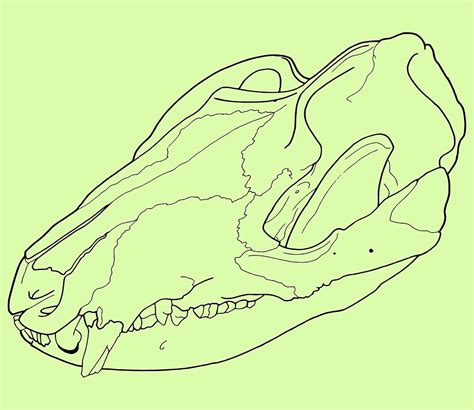 "Opossum Skull transparent drawing line-art" by rootinspiration | Redbubble