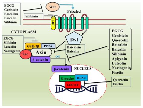 Nutrients | Free Full-Text | Targeting Wnt/β-Catenin Pathway by Flavonoids: Implication for ...