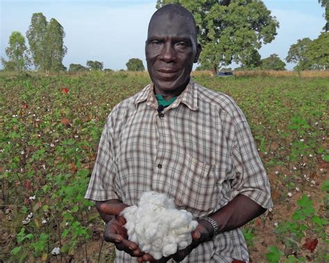 Reversing the tide of progress: Burkina Faso's cotton story - Alliance for Science