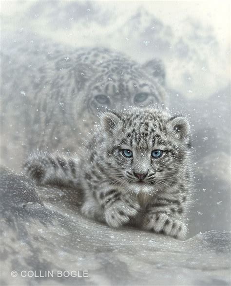 Baby Snow Leopard Drawing