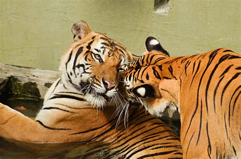 180+ Mating Tigers Stock Photos, Pictures & Royalty-Free Images - iStock