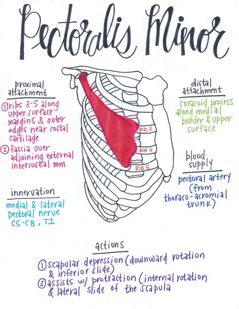 Pectoralis Minor | Muscle anatomy, Medical anatomy, Muscular system anatomy