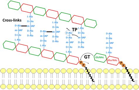 Antibiotics | Free Full-Text | Glycosyltransferases and Transpeptidases/Penicillin-Binding ...