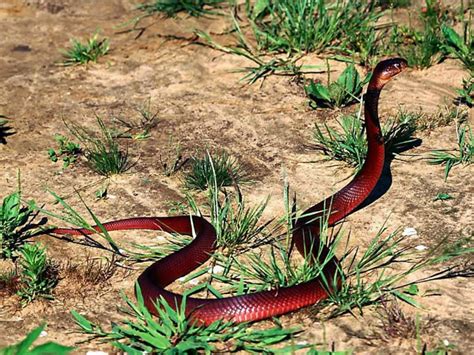 Red Snake | Wild Life Adventures