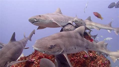 16th Mar 2020 Shark diving in Japan - YouTube