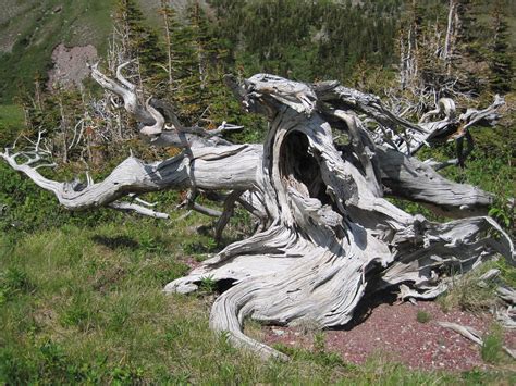 Cracker Lake Trail | along the trail | GlacierGuyMT | Flickr