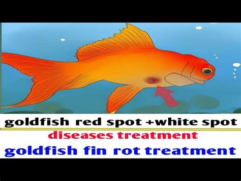 How To Treat Goldfish Tail Rot - Robert Smith Hochzeitstorte