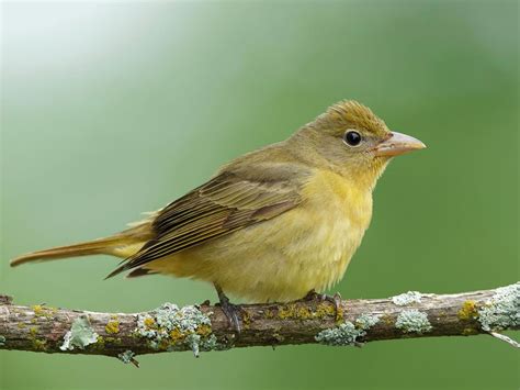 Summer Tanager Range, Habitat + Distribution | Birdfact