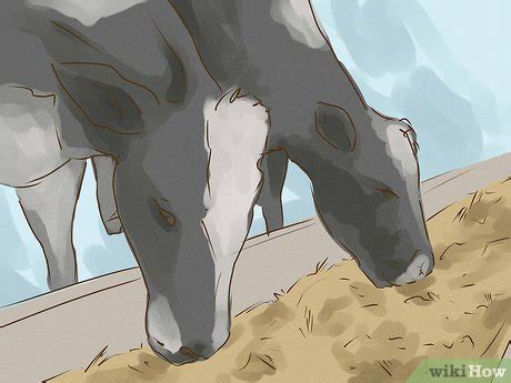 How to Avoid Mad Cow Disease: 10 Steps (with Pictures) - wikiHow