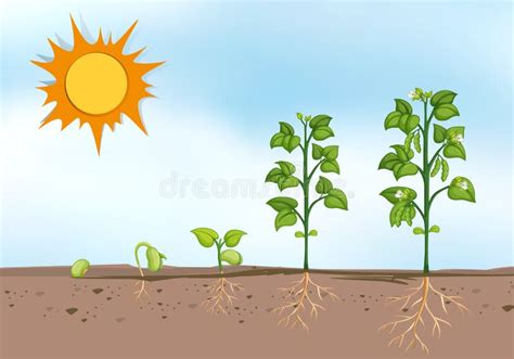 Plant Growing at Different Stages Stock Vector - Illustration of leaves, gardening: 99292621