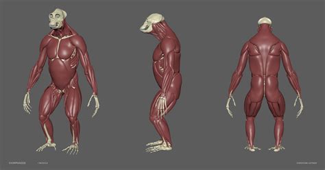 3D Chimpanzee Skeleton Muscles - TurboSquid 1537142