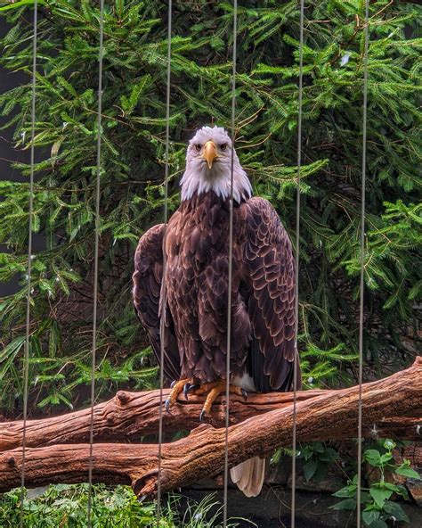 Bald Eagle, taken today at the Bronx Zoo : r/pics