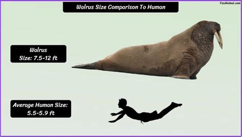 Walrus Size: How Big Are They Compared To Others?