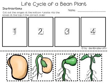 Life Cycle of a Bean Plant | PreK-K Worksheets | English | TpT