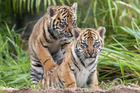 Three rare tiger cubs make their adorable debut at zoo